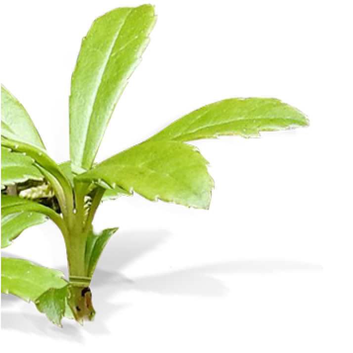 エイジングケア